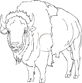 Buffalo Clipart