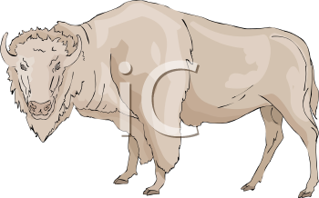 Buffalo Clipart