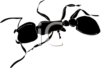 Insect Clipart