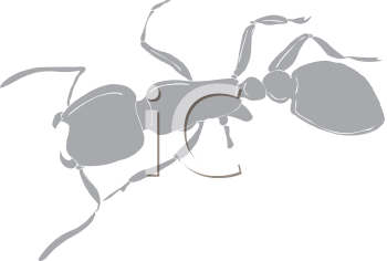 Insect Clipart