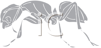 Insect Clipart