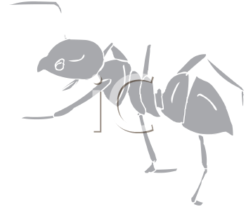Insect Clipart