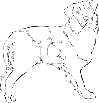 Pet Clipart