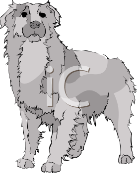 Pet Clipart