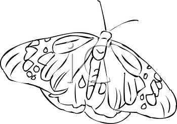 Insect Clipart