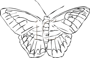 Insect Clipart