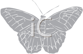 Insect Clipart