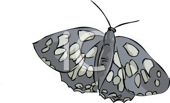 Insect Clipart