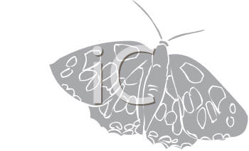 Insect Clipart