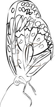 Insect Clipart