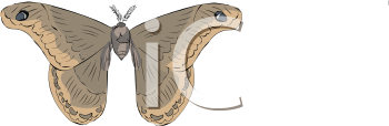 Insect Clipart