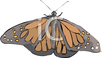 Insect Clipart