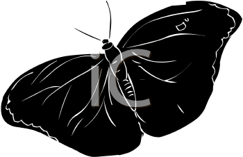 Insect Clipart