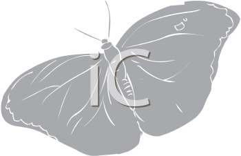 Insect Clipart