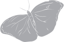Insect Clipart