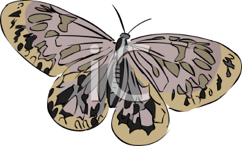 Insect Clipart