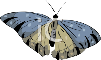 Insect Clipart