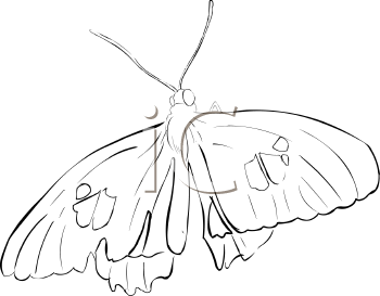 Insect Clipart