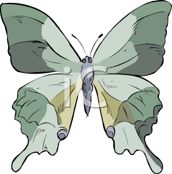 Insect Clipart
