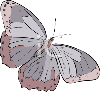 Insect Clipart