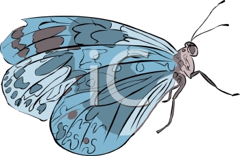 Insect Clipart