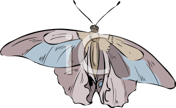 Insect Clipart