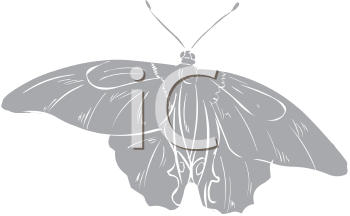 Insect Clipart