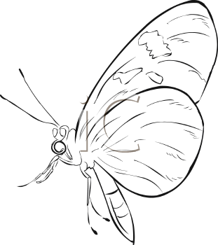 Insect Clipart
