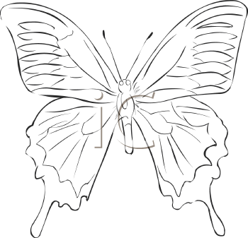 Insect Clipart