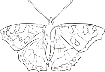 Insect Clipart