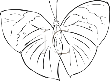 Insect Clipart