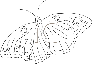 Insect Clipart