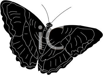 Insect Clipart