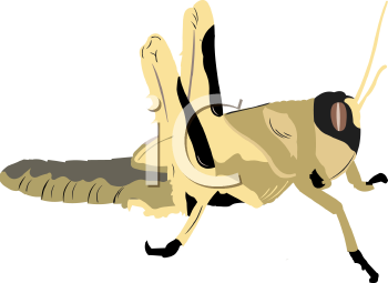 Insect Clipart