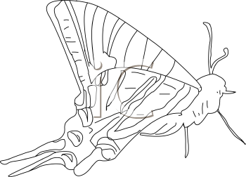Insect Clipart