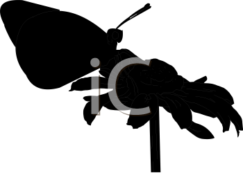 Insect Clipart