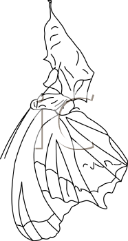Insect Clipart