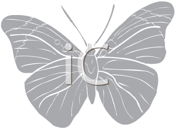 Insect Clipart