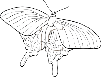 Insect Clipart