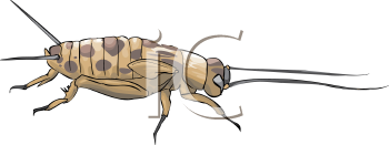 Insect Clipart