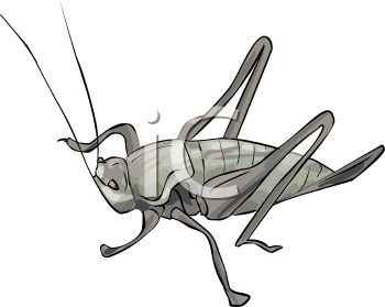 Insect Clipart