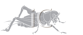 Insect Clipart