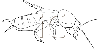 Insect Clipart