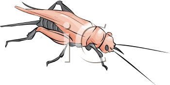 Insect Clipart