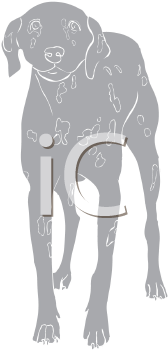 Pet Clipart
