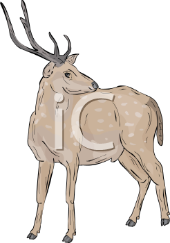 Deer Clipart