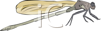 Insect Clipart