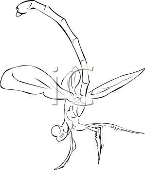 Insect Clipart