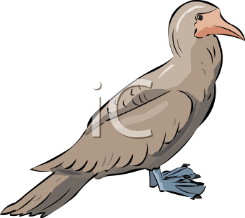Bird Clipart