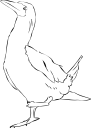 Bird Clipart